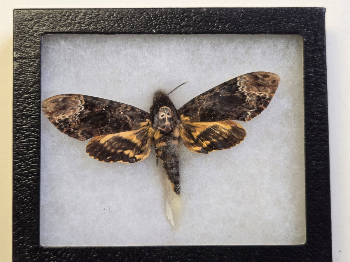 Framed Deathhead Moth, Acherontia lachesis -Java