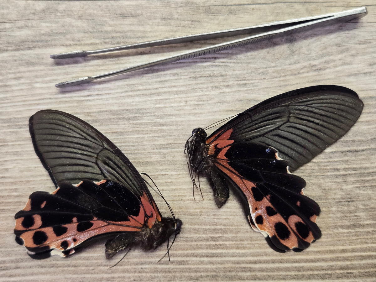 Papilio alcmenor, 'Redbreast Swallowtail' Wings Closed
