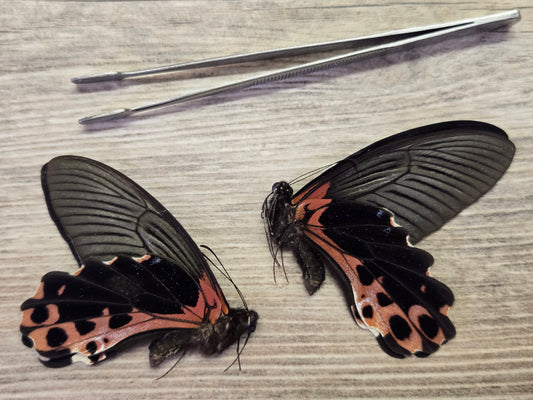 Papilio alcmenor, 'Redbreast Swallowtail' Wings Closed