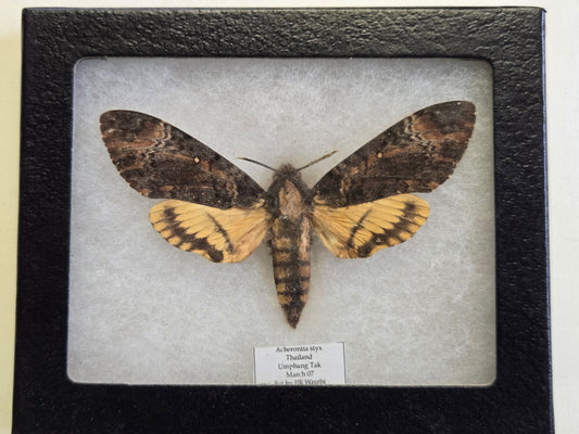 Framed Deathhead Moth, Acherontia styx