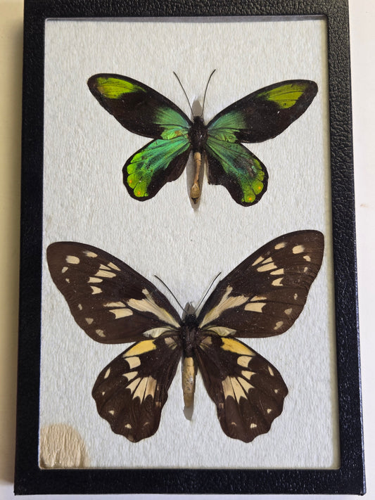 Ornithoptera victoriae regis PAIR, Birdwings- Solomon Is. 1973