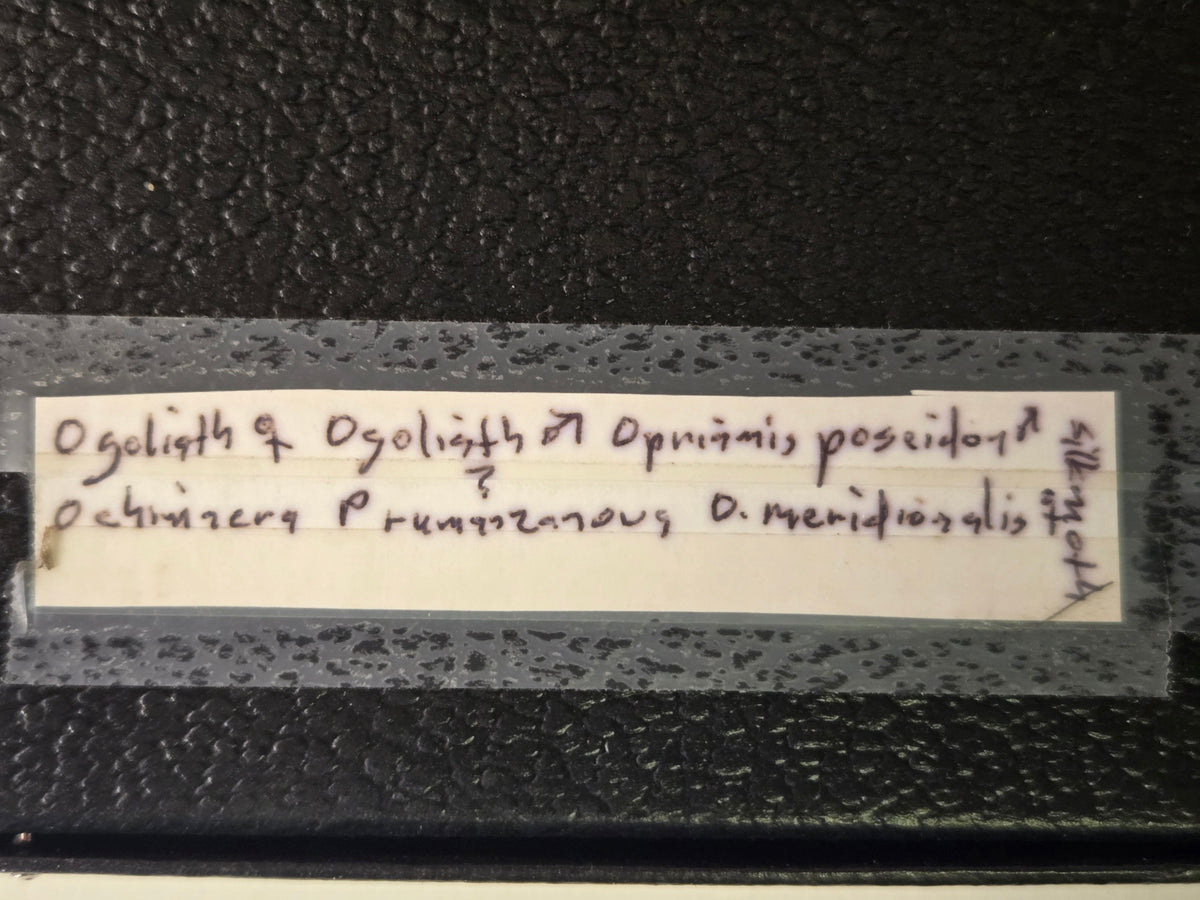 Riker Framed Ornithoptera chrysalis (Preserved)