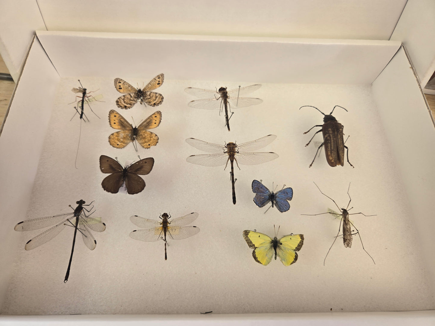 Box of Bugs! Lot 309