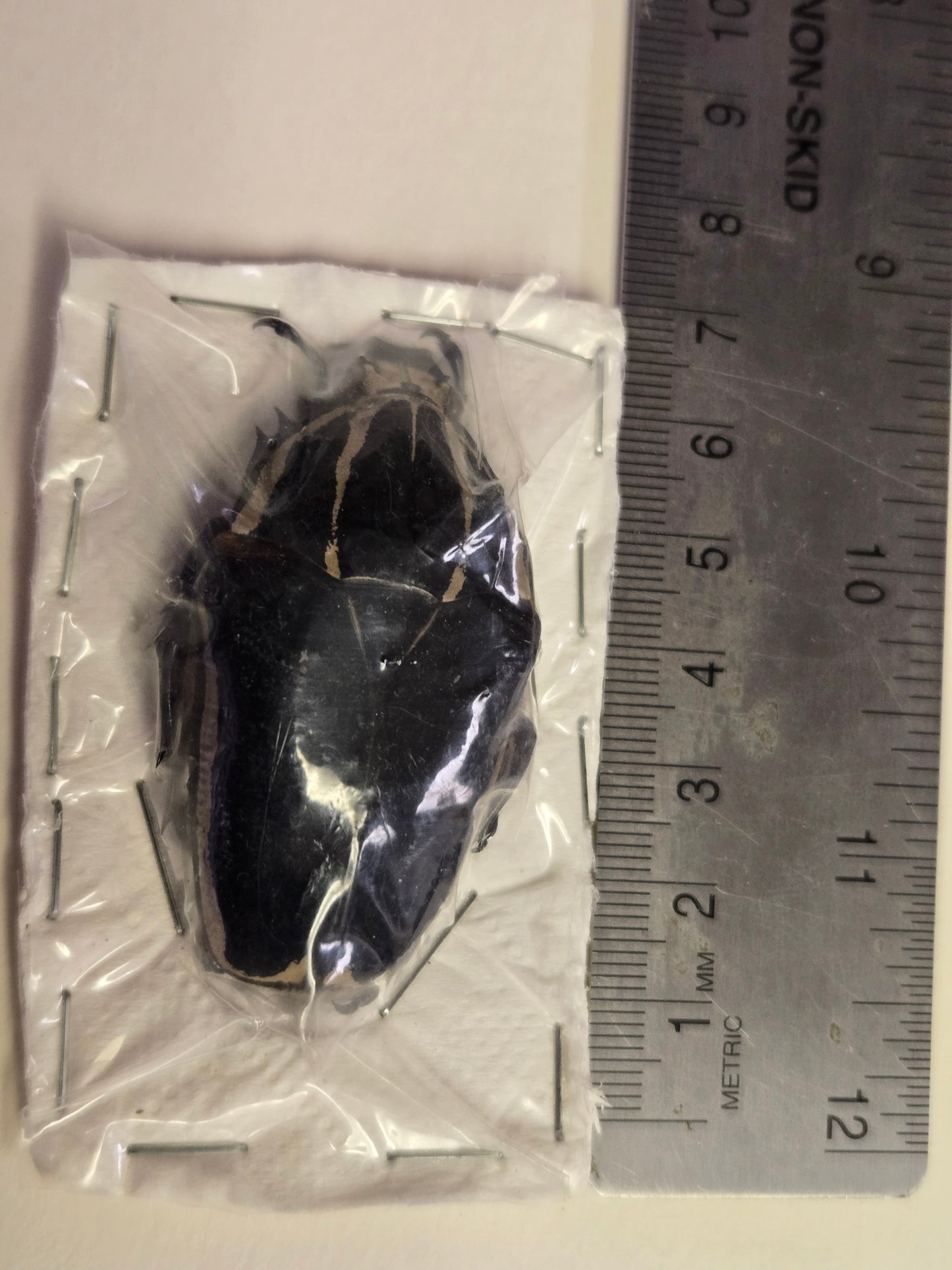 REAL Beetle 'Mecynorhina torquata' DULL COLORS-Please Read