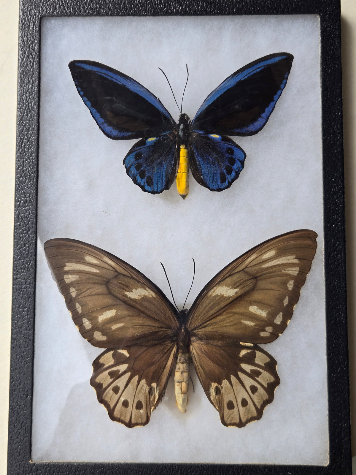 Ornithoptera priamus urvillianus, Blue Birdwing PAIR