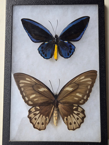 Ornithoptera priamus urvillianus, Blue Birdwing PAIR