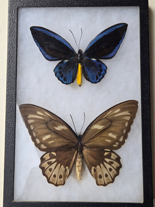 Ornithoptera priamus urvillianus, Blue Birdwing PAIR