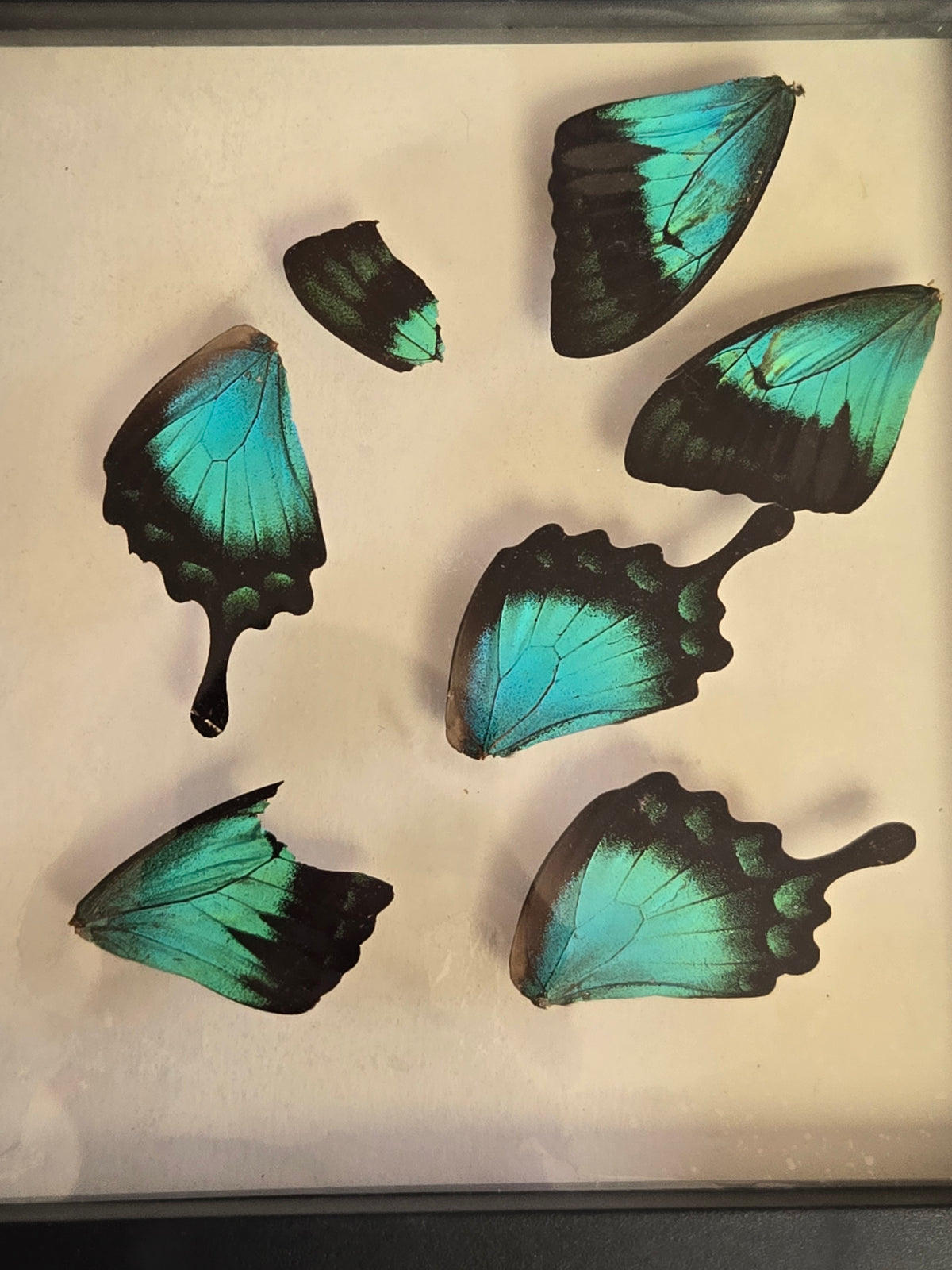 Papilio lorquinianus wings A2