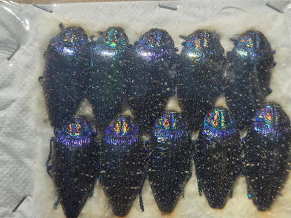 BULK Jewel Beetle 'Polybothris sumptuosa' (PACK of 10)