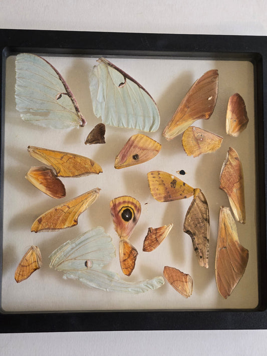 Mixed Moth Wings A2