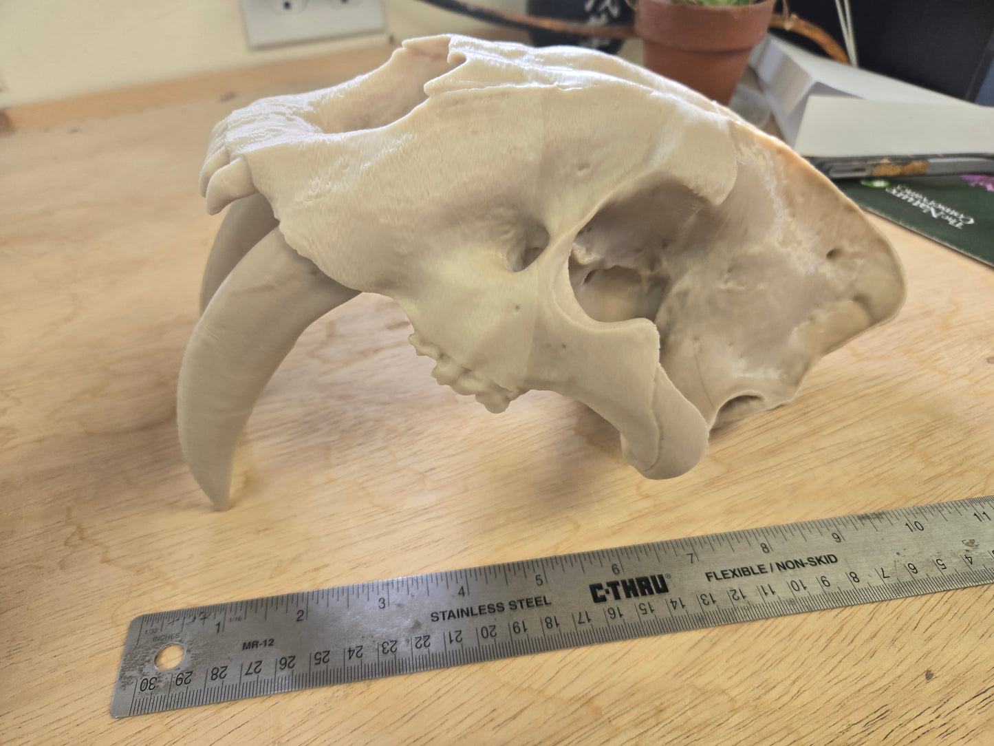 Saber-tooth Tiger Skull Exact Replica, Full Size, Smilodon fatalis MISPRINT/DAMAGE Lot 307