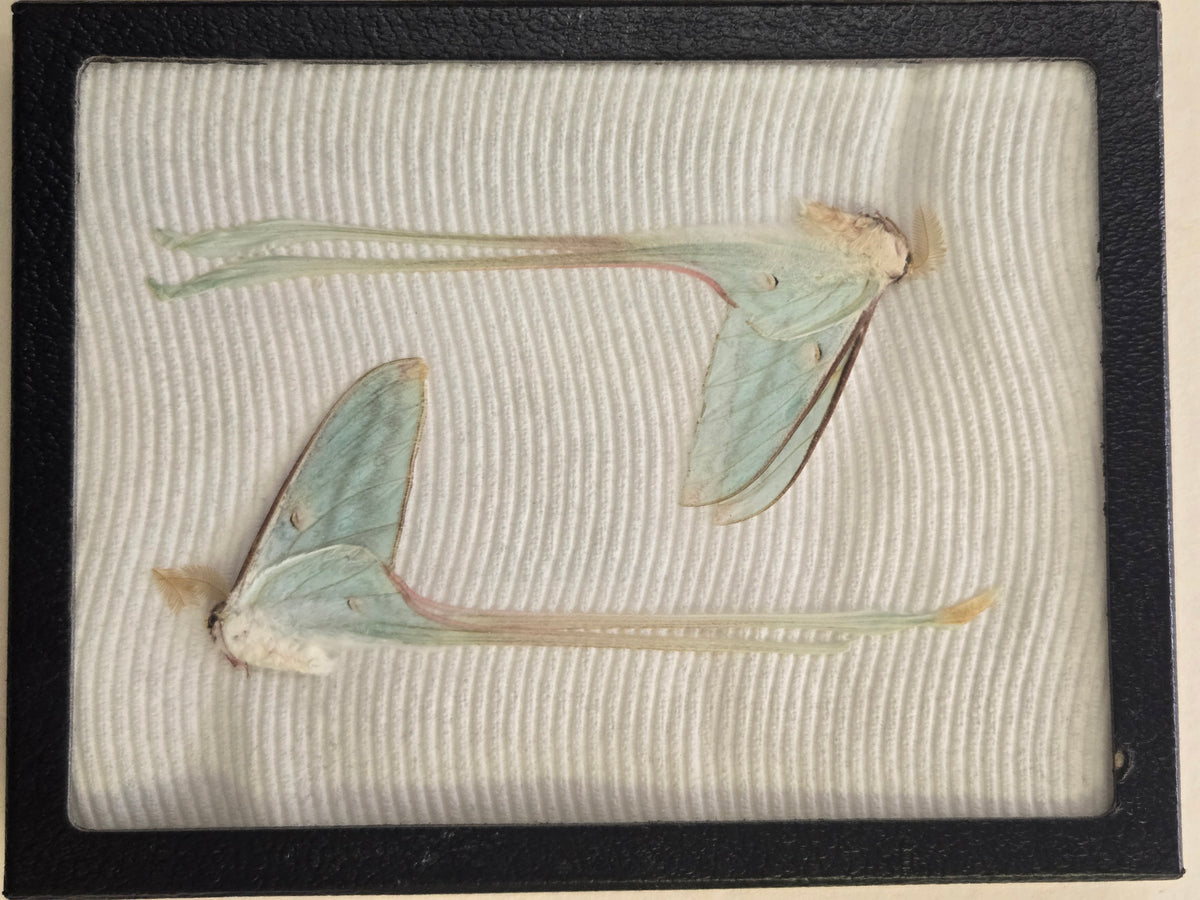 Two Actias chapae, RARE Moon Moth (Unspread A2)
