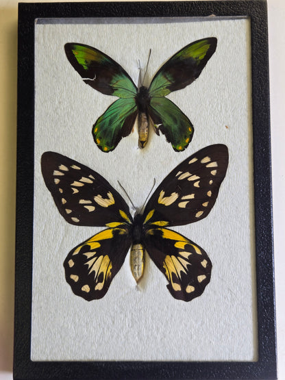 Ornithoptera victoriae epiphanes PAIR, Birdwings- RARE!