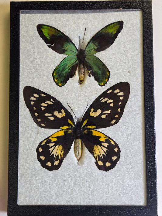 Ornithoptera victoriae epiphanes PAIR, Birdwings- RARE!