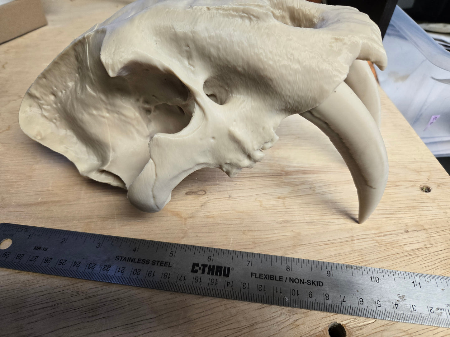 Misprint Saber-tooth Tiger Skull Exact Replica