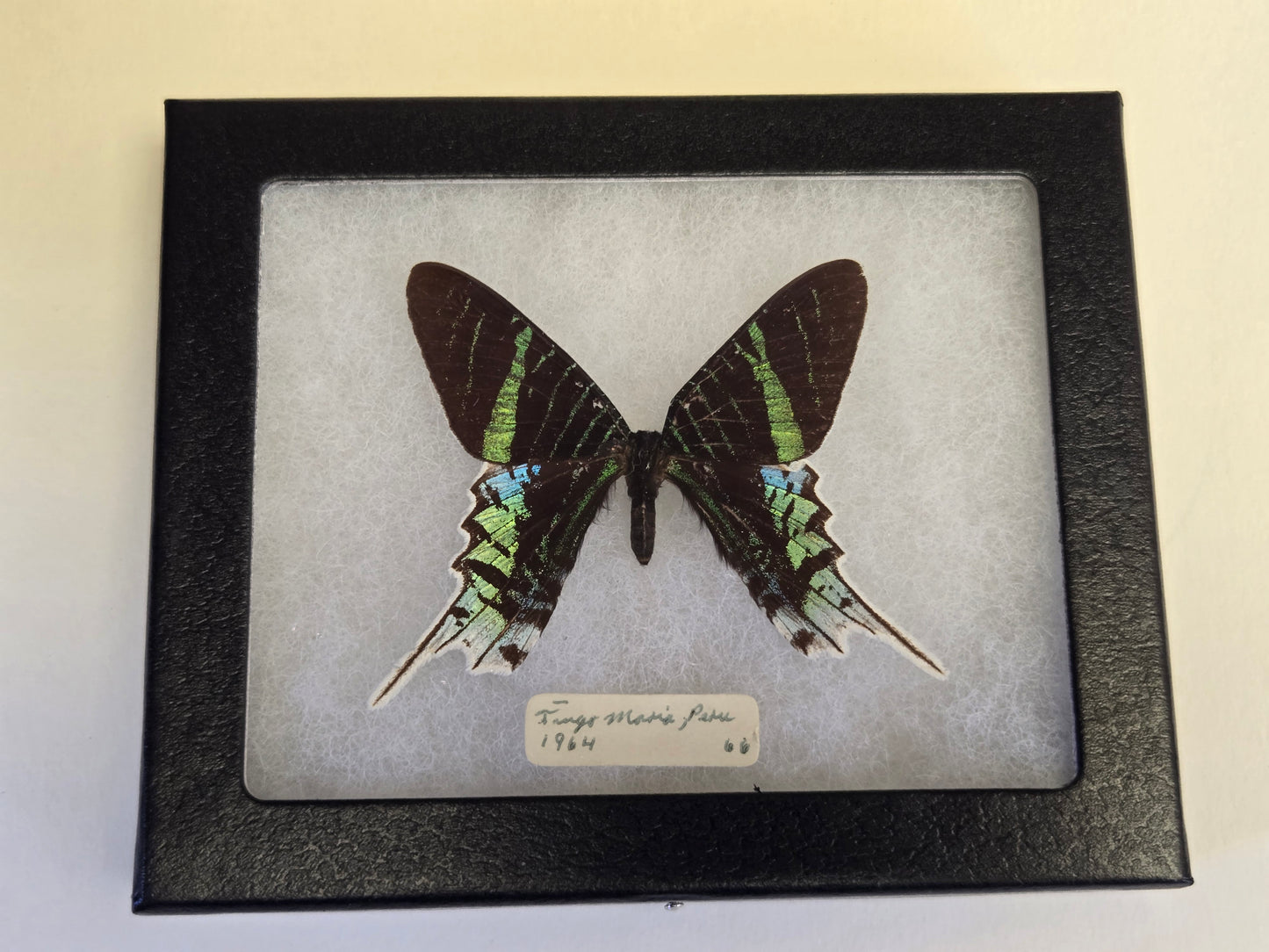 Vintage 1964 Urania leilus Framed Moth