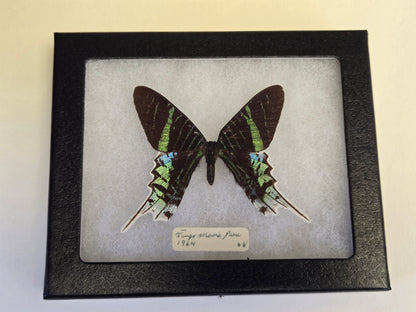 Vintage 1964 Urania leilus Framed Moth