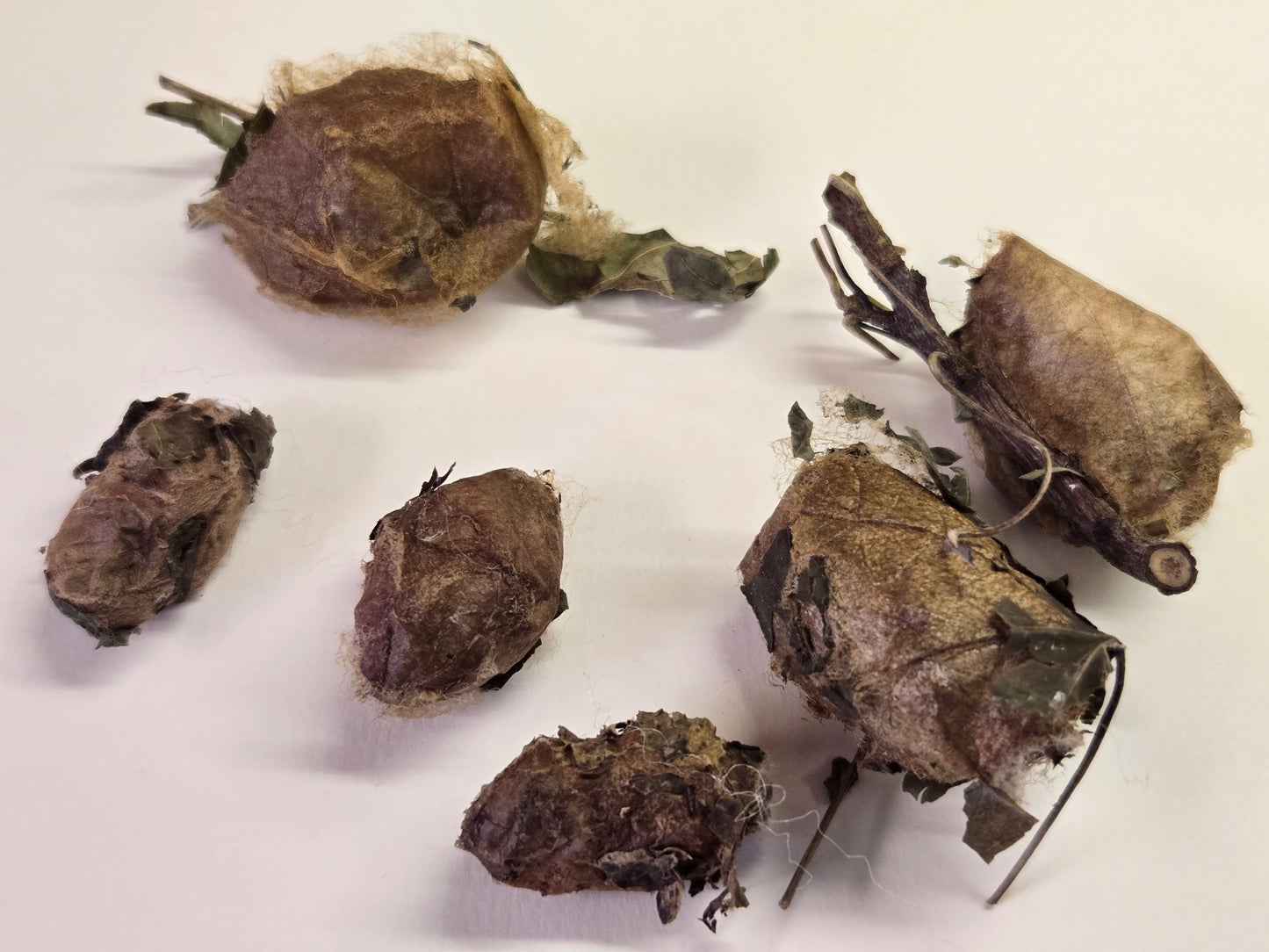 REAL Luna Moth Cocoons (Empty)