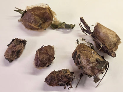 REAL Luna Moth Cocoons (Empty)