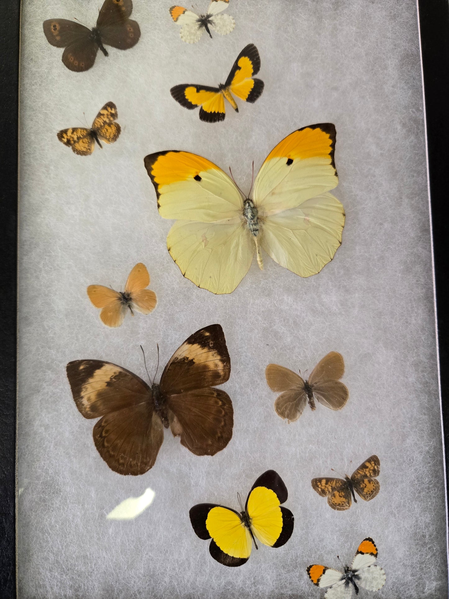 Framed 12"x8.5" Butterflies