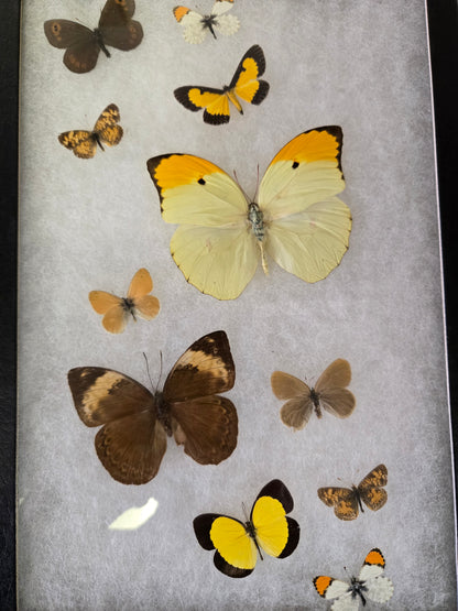 Framed 12"x8.5" Butterflies
