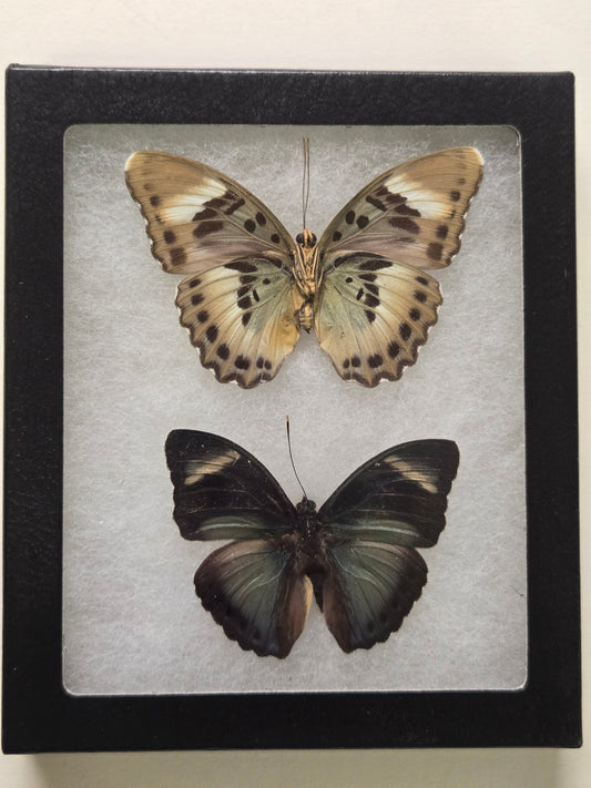Framed Euphaedra preussi + ceres
