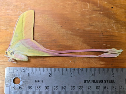 Actias dubernardi, Moon Moth, unspread