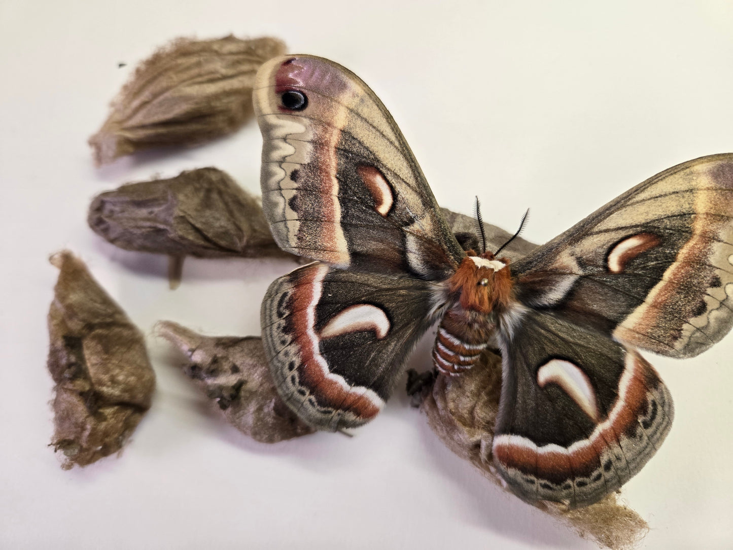 REAL Cecropia Moth Cocoons (Empty)