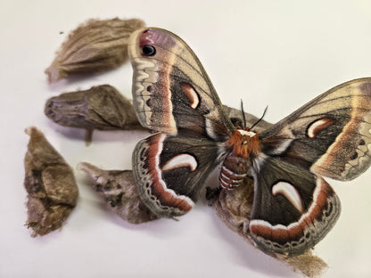 REAL Cecropia Moth Cocoons (Empty)