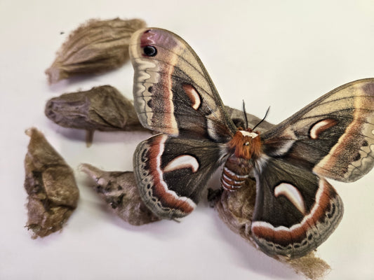 REAL Cecropia Moth Cocoons (Empty)