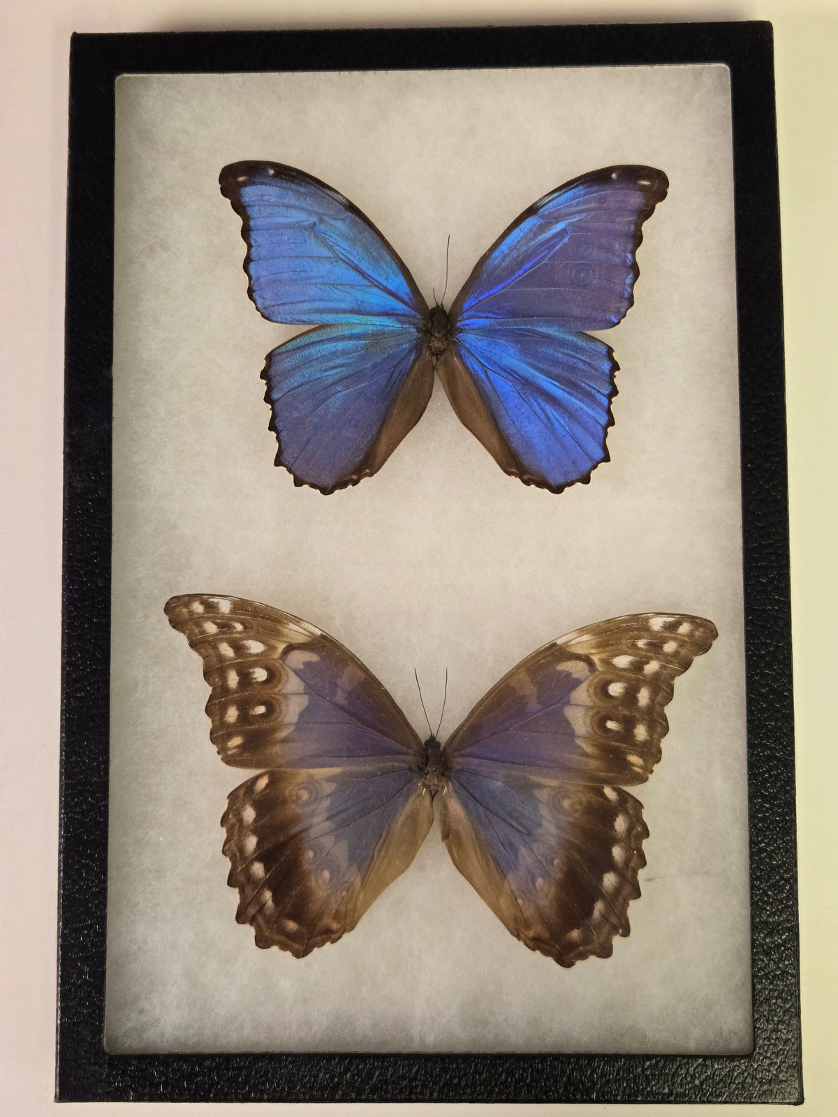 Framed Blue Morpho didius PAIR Male/Female
