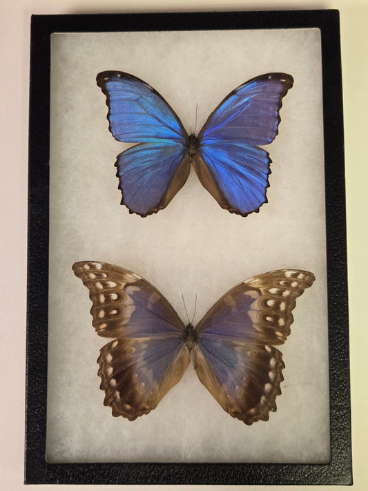 Framed Blue Morpho didius PAIR Male/Female