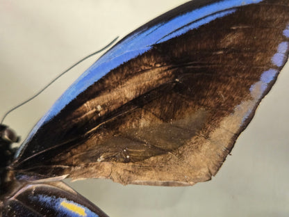 Ornithoptera p. urvillianus Gynandromorph WORLD RARITY!