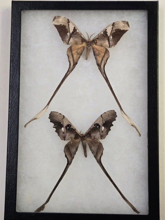 Framed Copiopteryx semiramis and jehovah, RARE!