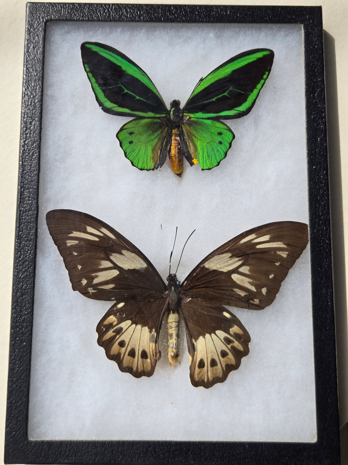 Ornithoptera priamus kassandra, Birdwing PAIR-Yapen Is.