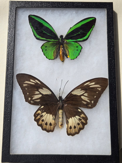 Ornithoptera priamus kassandra, Birdwing PAIR-Yapen Is.