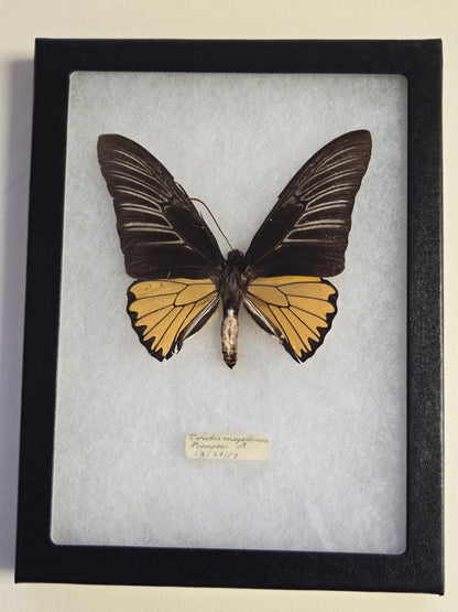 Iridescent Vintage Troides magellanus Birdwing Butterfly