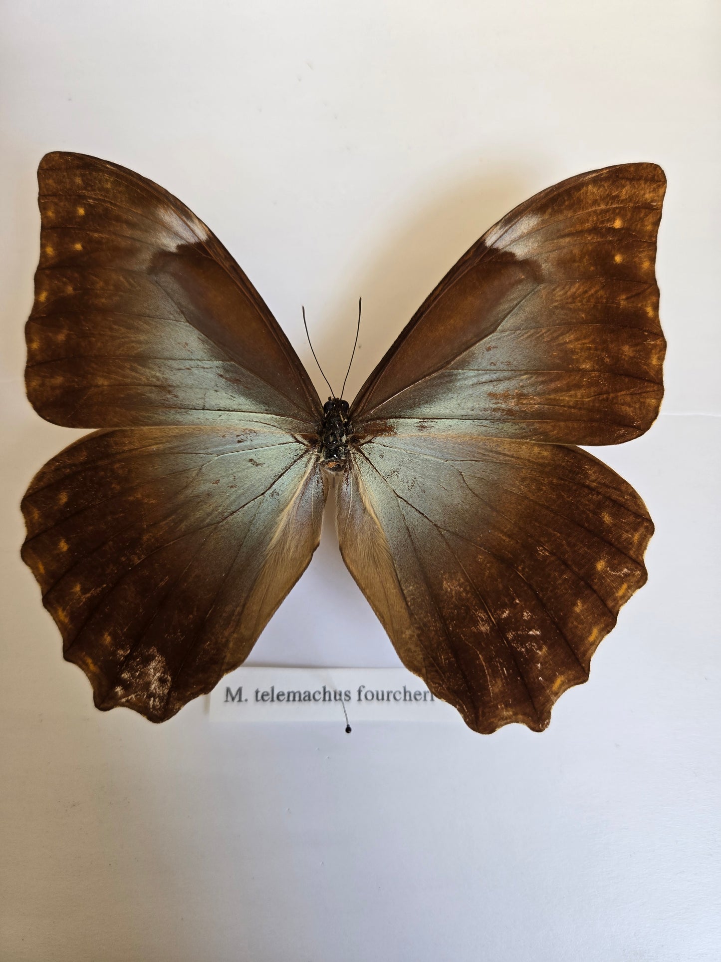 Spread Morpho telemachus LOT 452