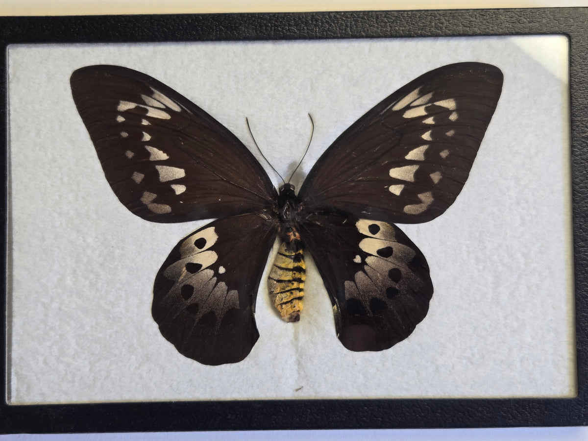 Ornithoptera goliath procus Female RARE -1958