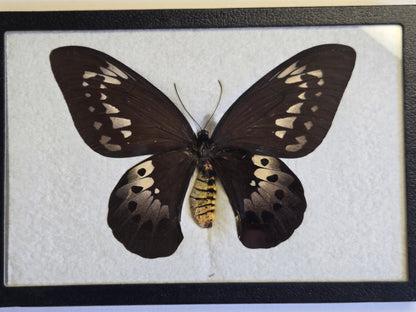 Ornithoptera goliath procus Female RARE -1958