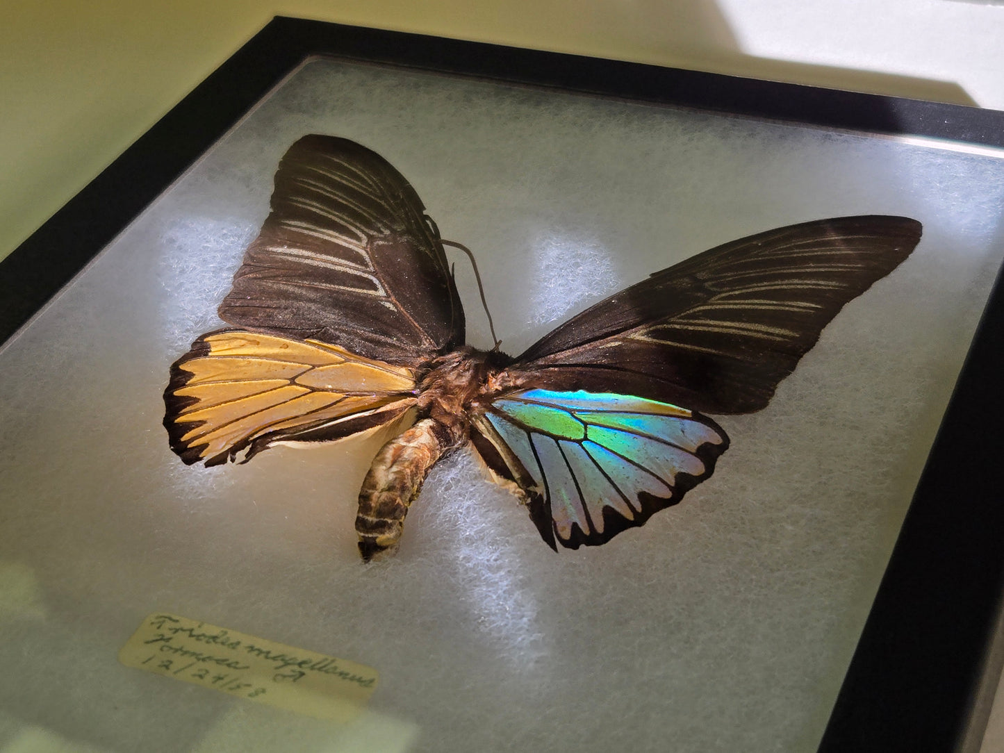 Iridescent Vintage Troides magellanus Birdwing Butterfly