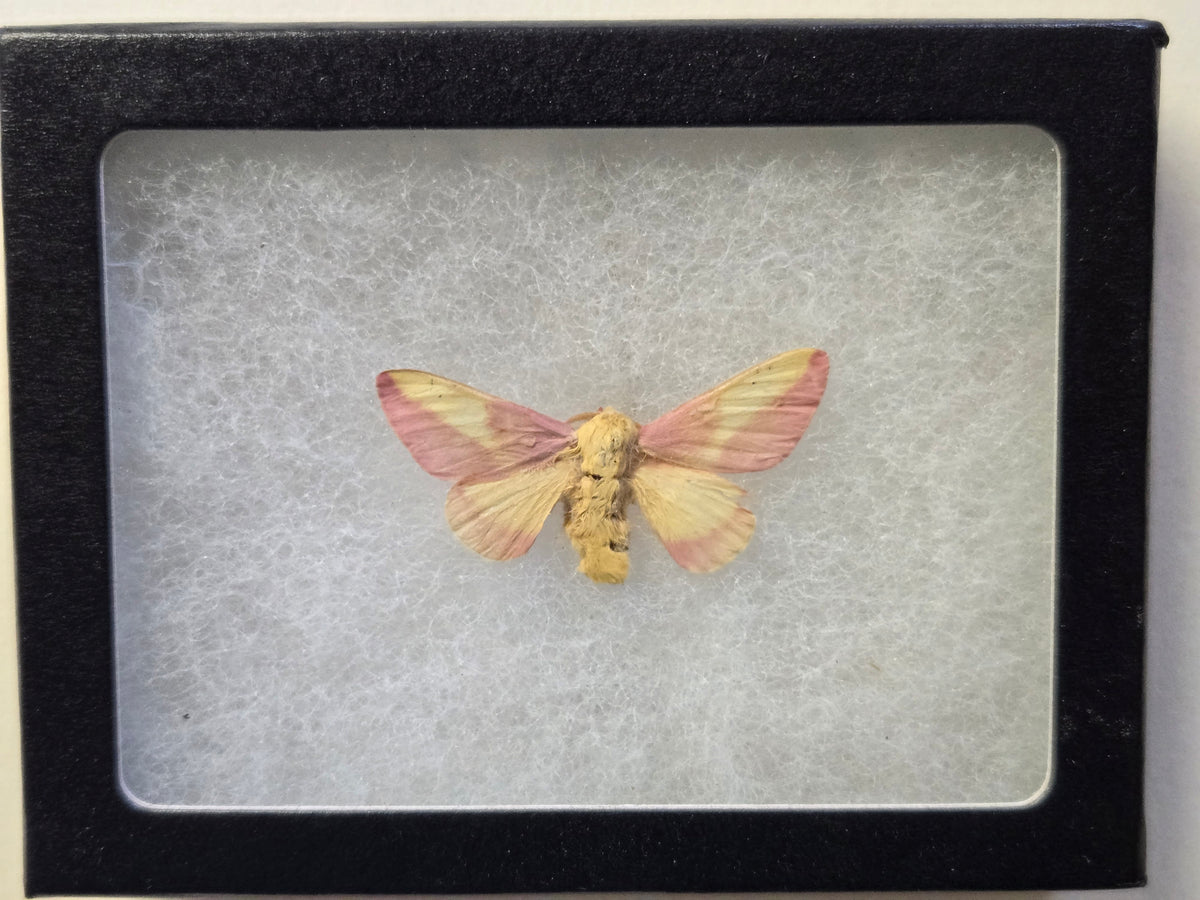 Framed Rosy Maple Moth, Dryocampa rubicunda