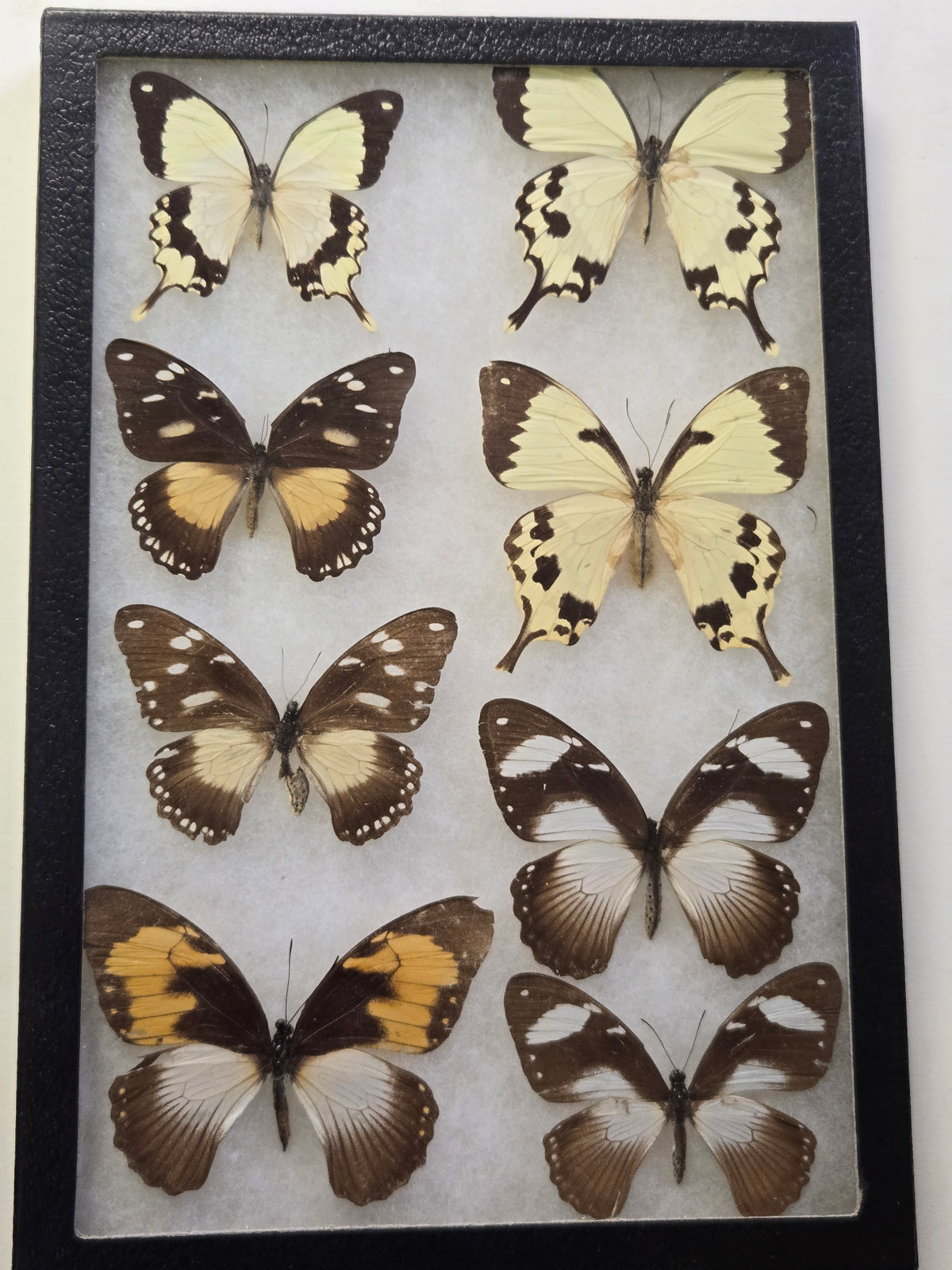 Framed Papilio dardanus subspecies/forms Males/Females