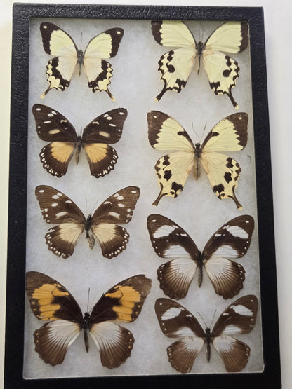 Framed Papilio dardanus subspecies/forms Males/Females
