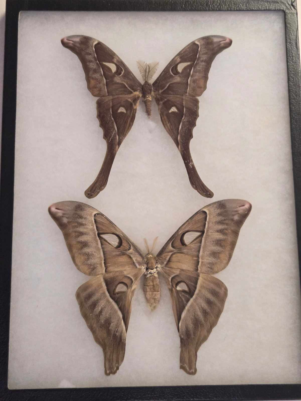 Framed RARE Coscinocera hercules PAIR