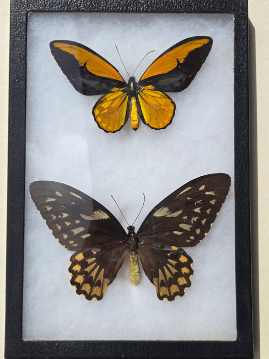 Ornithoptera croesus wallacei, Golden Birdwing PAIR,