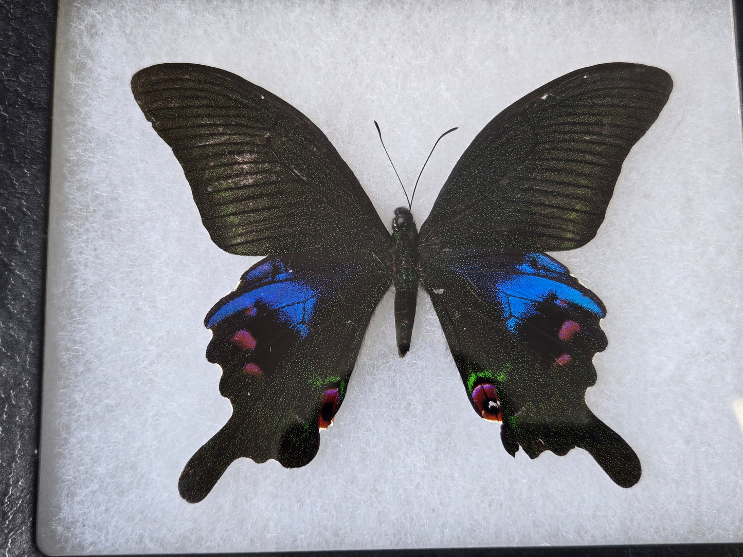 FRAMED Papilio arcturus, Blue Peacock