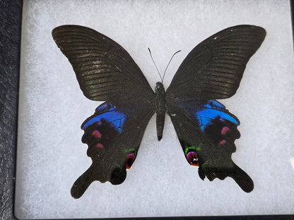 FRAMED Papilio arcturus, Blue Peacock