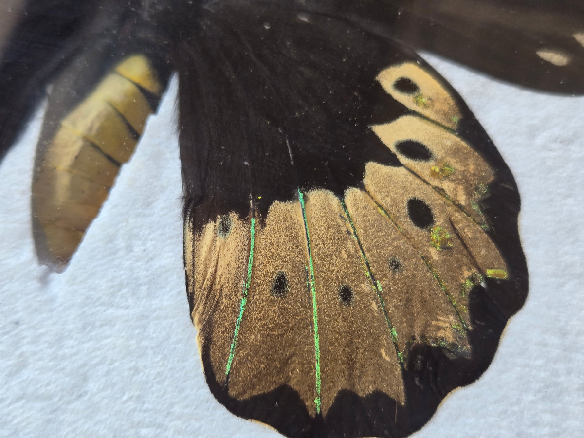 Ornithoptera goliath Female Aberration (Male coloring)