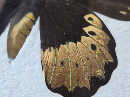 Ornithoptera goliath Female Aberration (Male coloring)